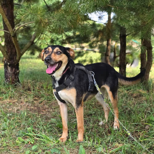 Psy ze schroniska do adopcji Tunia