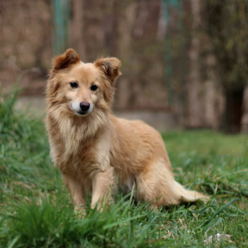 Psy ze schroniska do adopcji Popik