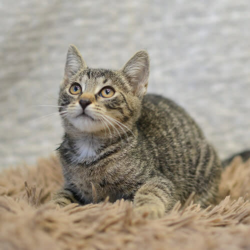Koty ze schroniska do adopcji Nadzieja