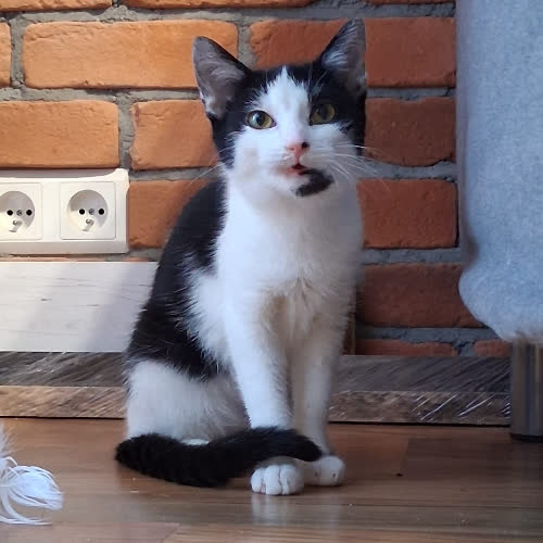 Koty ze schroniska do adopcji Kruszynka i Rodion