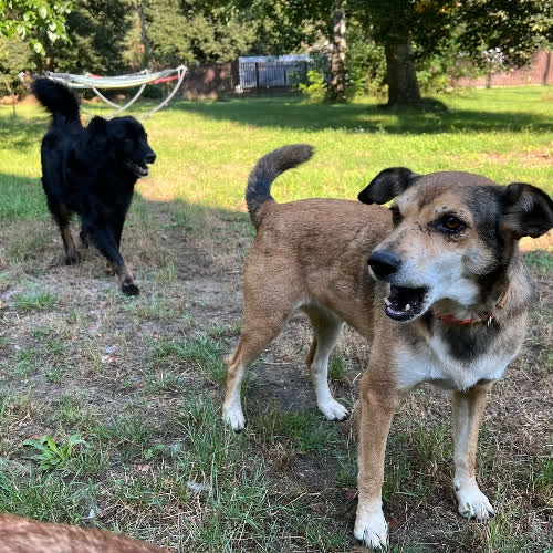 Psy ze schroniska do adopcji Luna i Gonzo (adopcja w dwupaku)