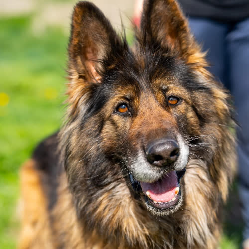 Psy ze schroniska do adopcji Kenia