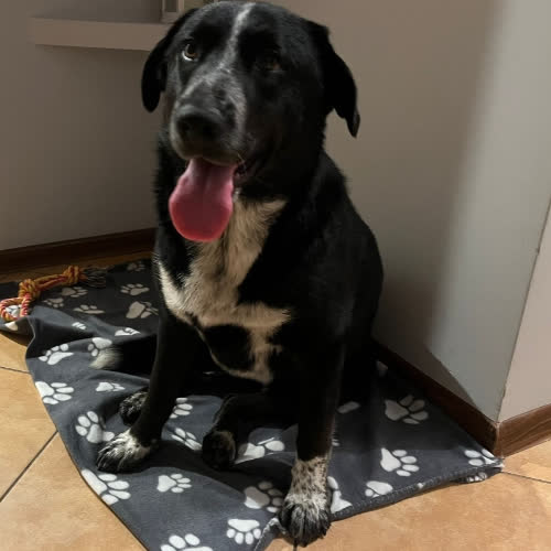 Psy ze schroniska do adopcji Misia