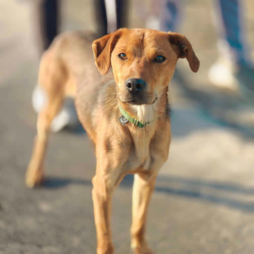 Psy ze schroniska do adopcji Rudzik