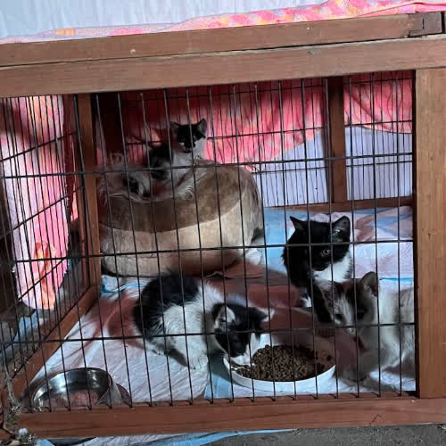 Koty ze schroniska do adopcji Kociaki pilne 