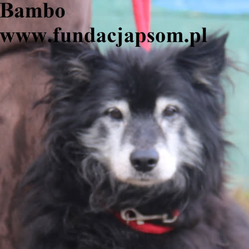 Psy ze schroniska do adopcji Bambo