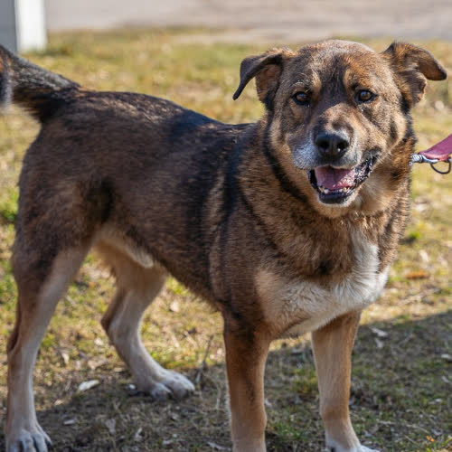 Psy ze schroniska do adopcji Adaś 