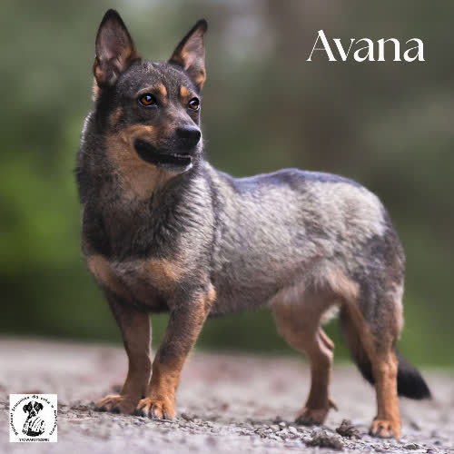 Avana