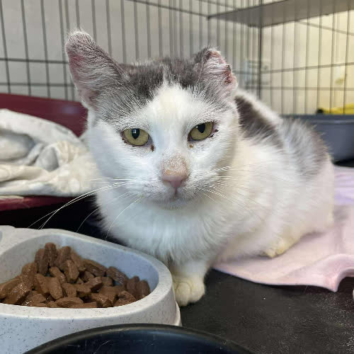 Koty ze schroniska do adopcji Atlanta