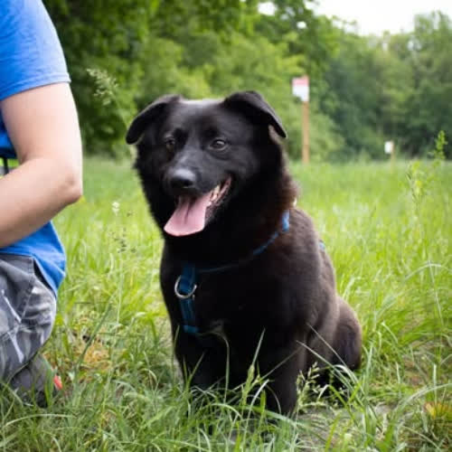 Psy ze schroniska do adopcji Nano