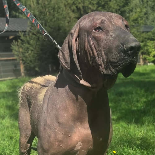 Psy ze schroniska do adopcji Wojna