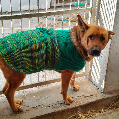 Psy ze schroniska do adopcji Elza