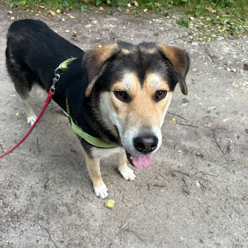 Psy ze schroniska do adopcji Miko