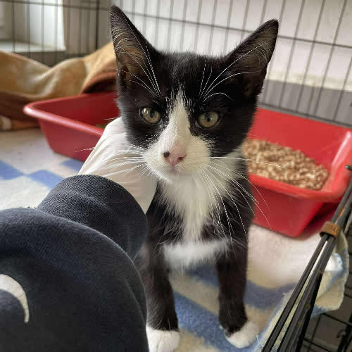 Koty ze schroniska do adopcji Tutus