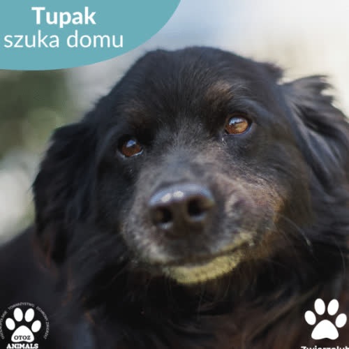 Psy ze schroniska do adopcji Tupac