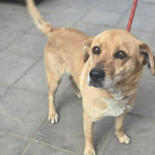 Psy ze schroniska do adopcji Lepik
