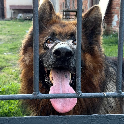 BrunO
