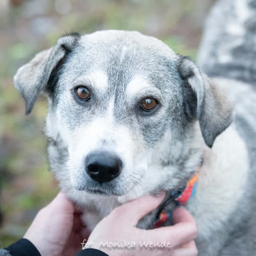 Psy ze schroniska do adopcji ALPEJKA