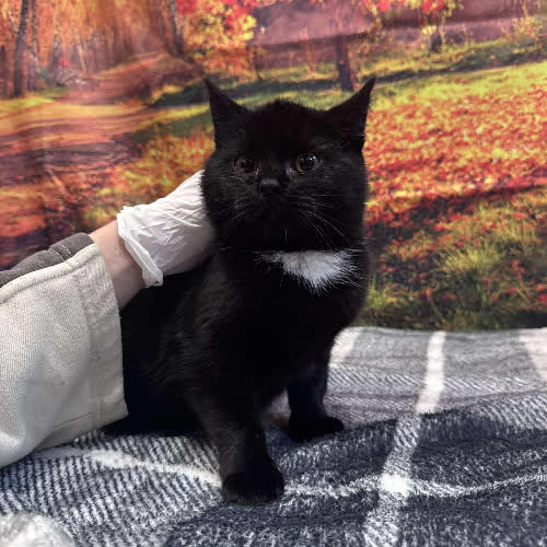 Koty ze schroniska do adopcji A126