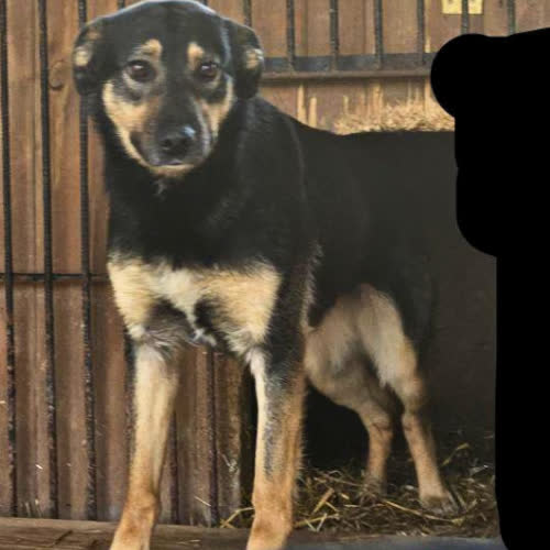 Psy ze schroniska do adopcji Benia