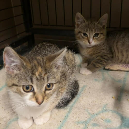 Koty ze schroniska do adopcji Bańka i Bambi