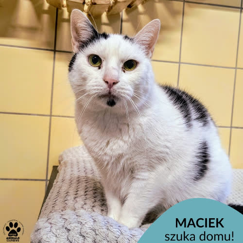 Koty ze schroniska do adopcji Maciek