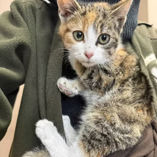 Koty ze schroniska do adopcji FROTKA