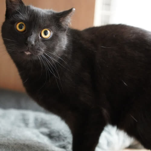 Koty ze schroniska do adopcji Mazak