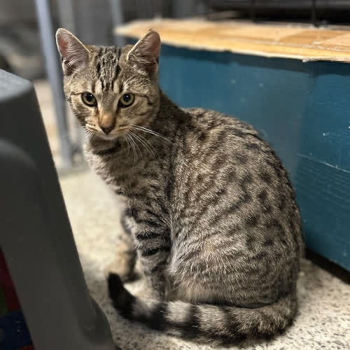 Koty ze schroniska do adopcji Lulu