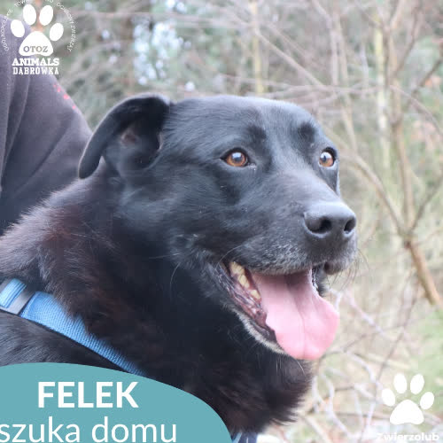 Psy ze schroniska do adopcji Felek