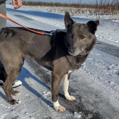 Psy ze schroniska do adopcji Kira