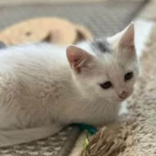 Koty ze schroniska do adopcji Henio