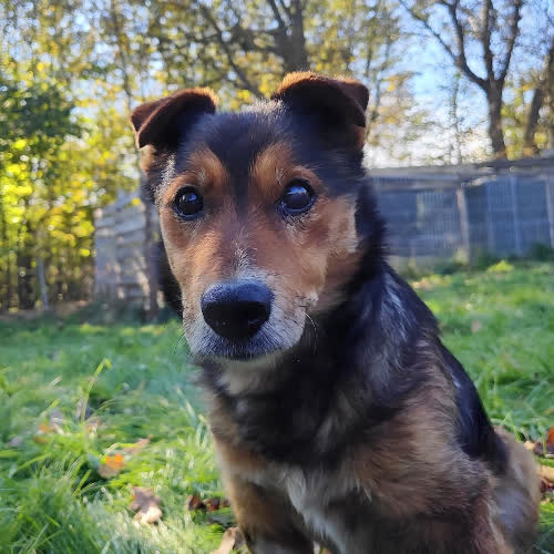 Psy ze schroniska do adopcji Fart