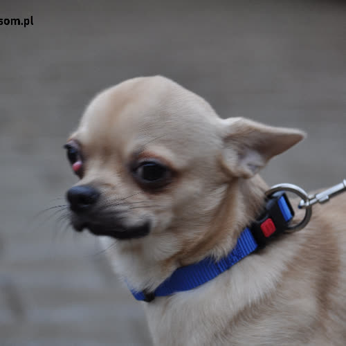 Charlie - śliczny, beżowy chłopczyk szuka właściciela