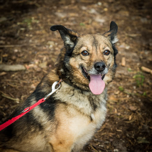 Psy ze schroniska do adopcji Fox