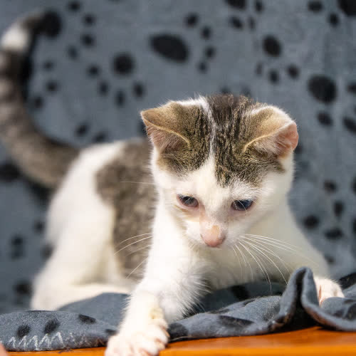 Koty ze schroniska do adopcji Iloraz