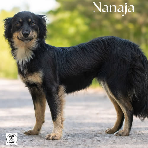 Psy ze schroniska do adopcji Urokliwa NANAJA