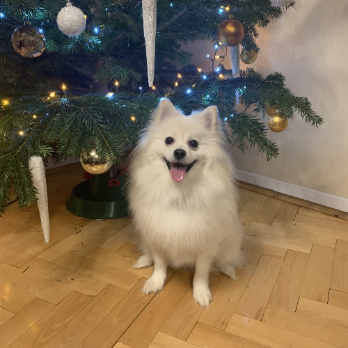 Psy ze schroniska do adopcji Monti