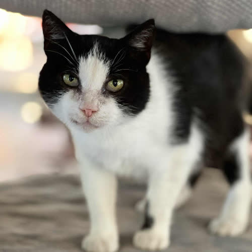 Koty ze schroniska do adopcji Emilia