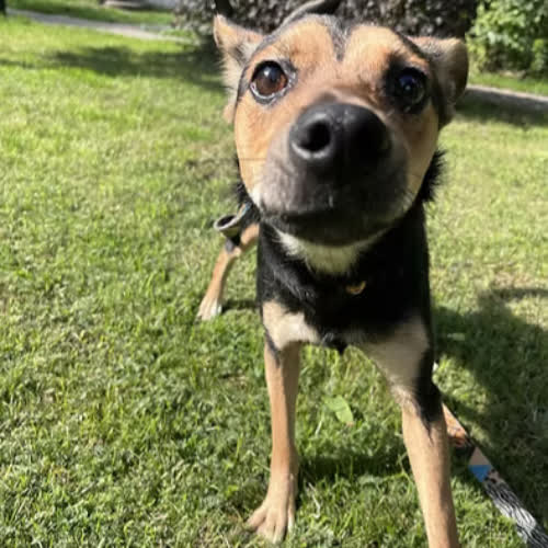 Psy ze schroniska do adopcji MIRA
