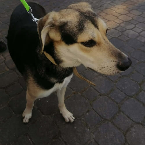 Dori