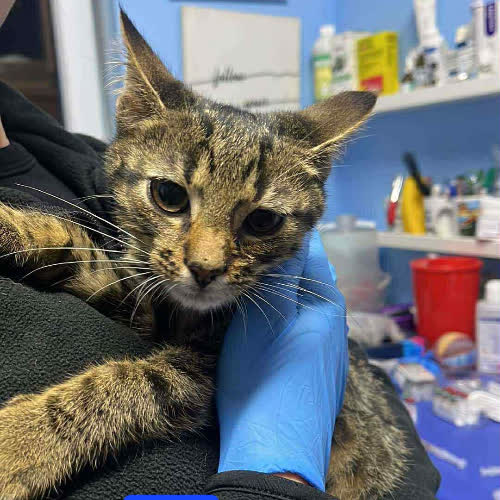 Koty ze schroniska do adopcji Bolo