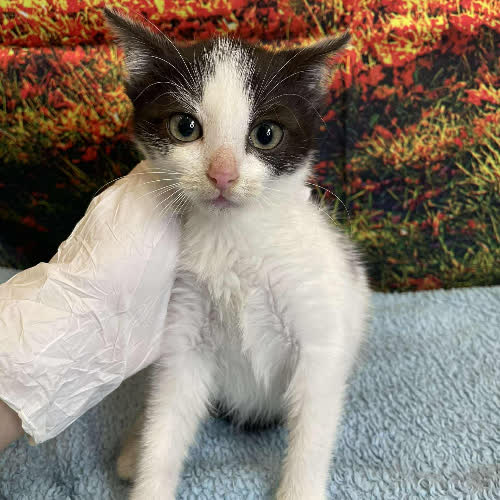 Koty ze schroniska do adopcji Mara