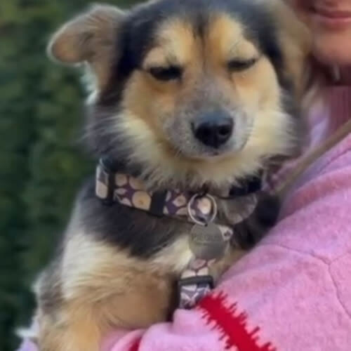 Psy ze schroniska do adopcji Kiwi