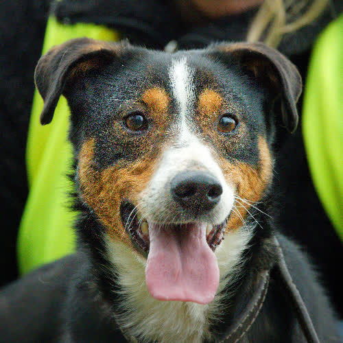 Psy ze schroniska do adopcji Reksio