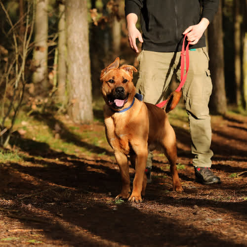 Psy ze schroniska do adopcji Fido