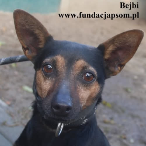 Psy ze schroniska do adopcji Bejbi
