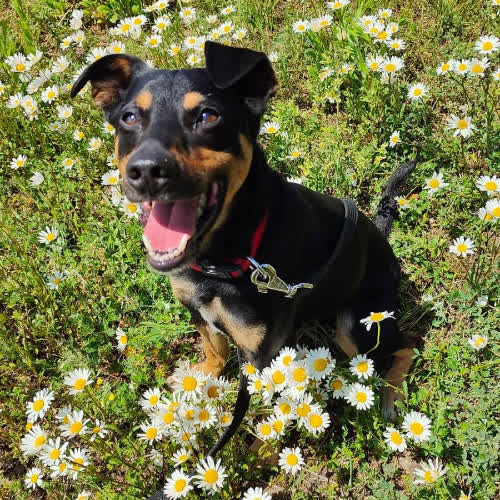 Psy ze schroniska do adopcji Frodo