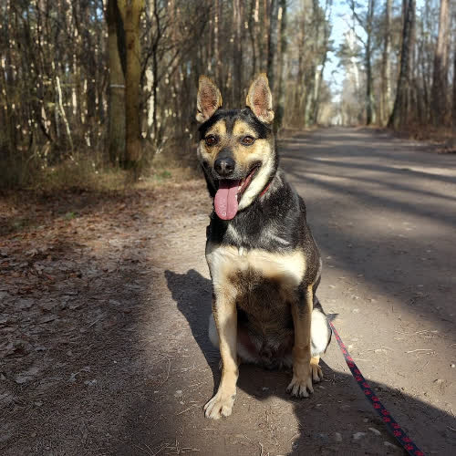 Elvis