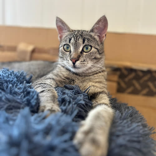 Koty ze schroniska do adopcji Jemiołka